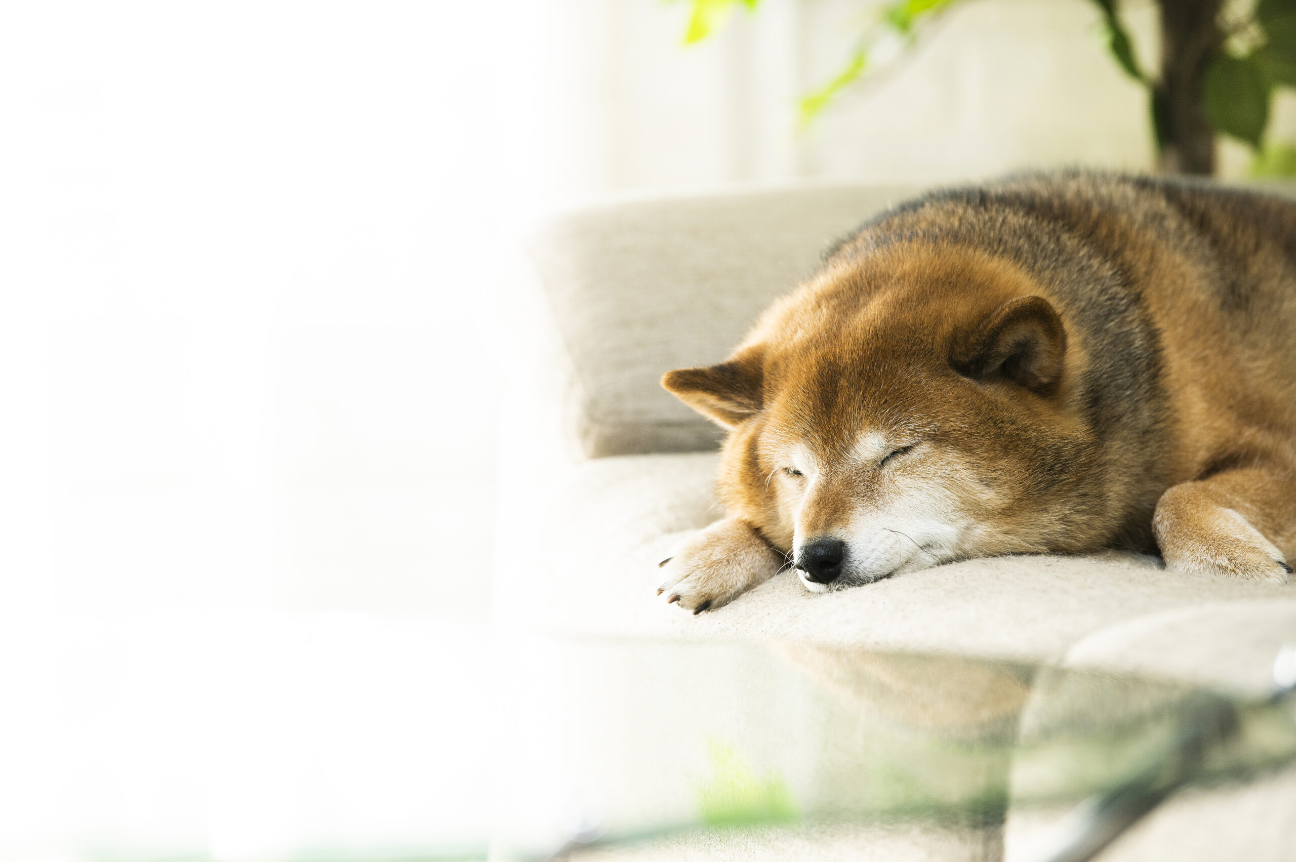 ペットと快適に暮らせる省エネ住宅の魅力とは？ 